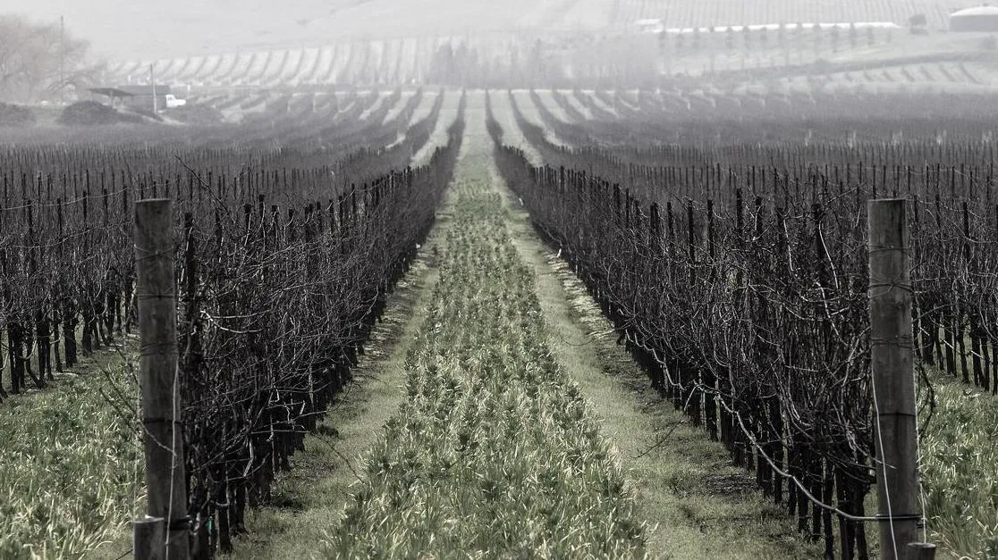 Serial Wines Vineyard