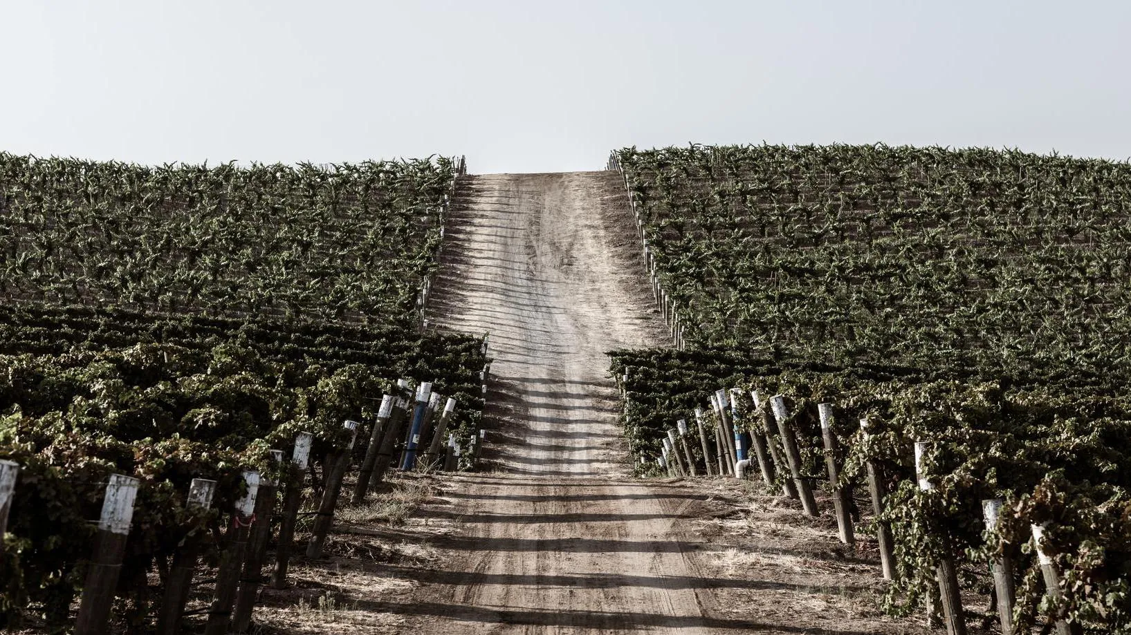 Serial Wines Vineyards