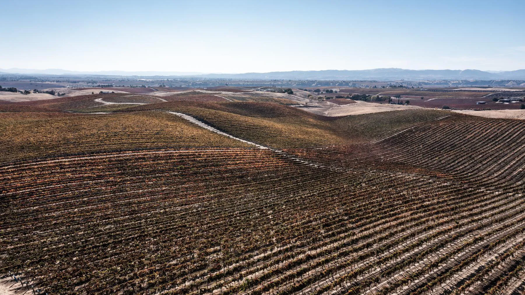 Serial Wines Vineyards