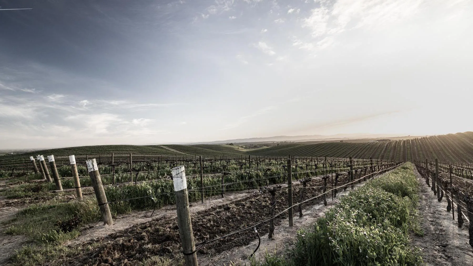 Serial Wines Vineyards
