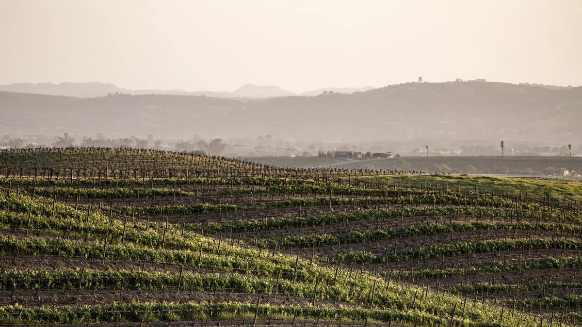 Serial Wines Vineyards