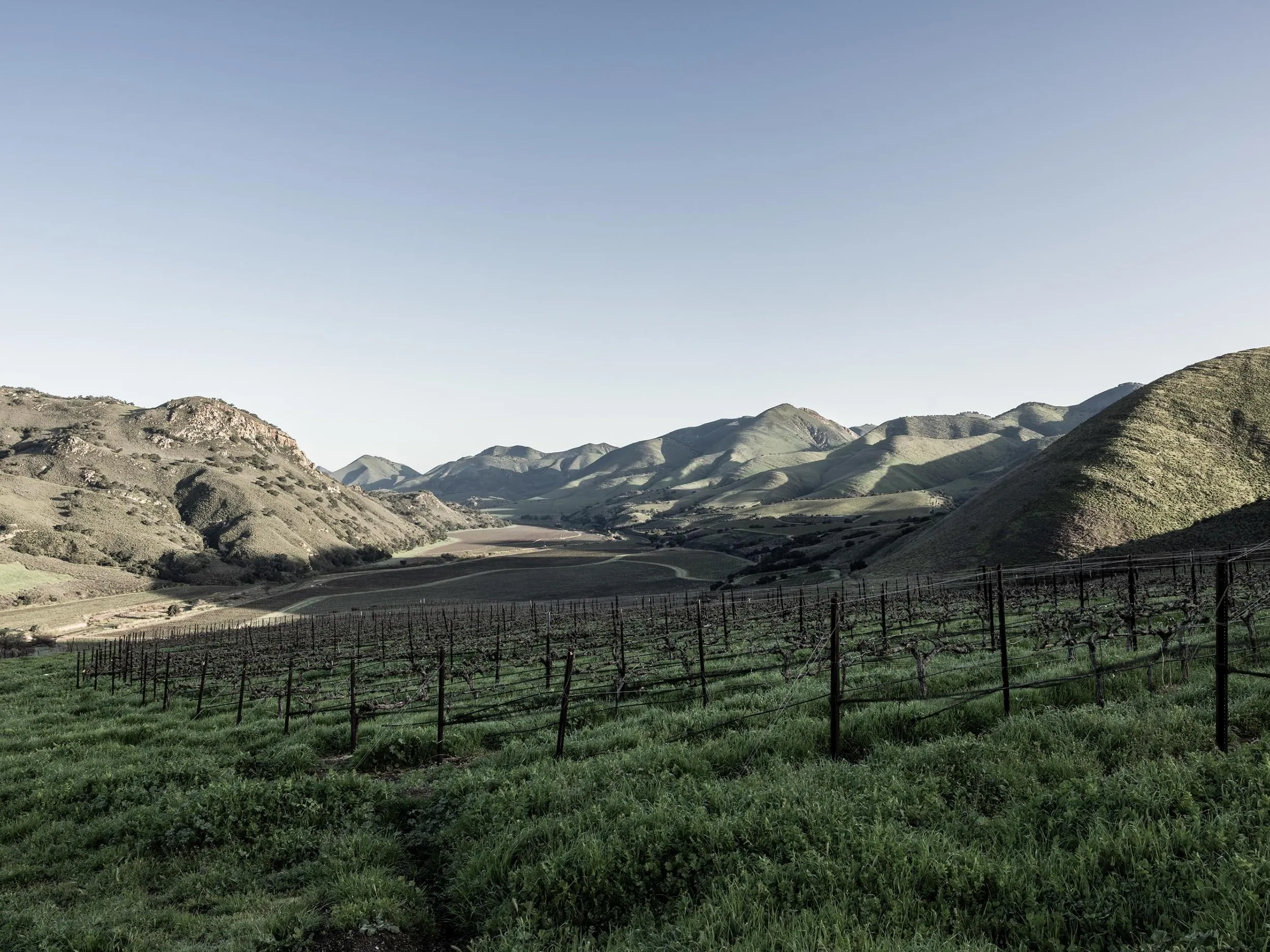 Serial Wines Vineyards