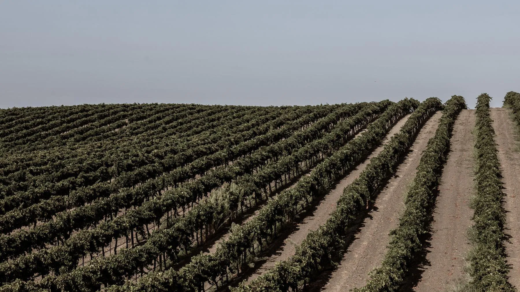 Serial Wines VIneyard