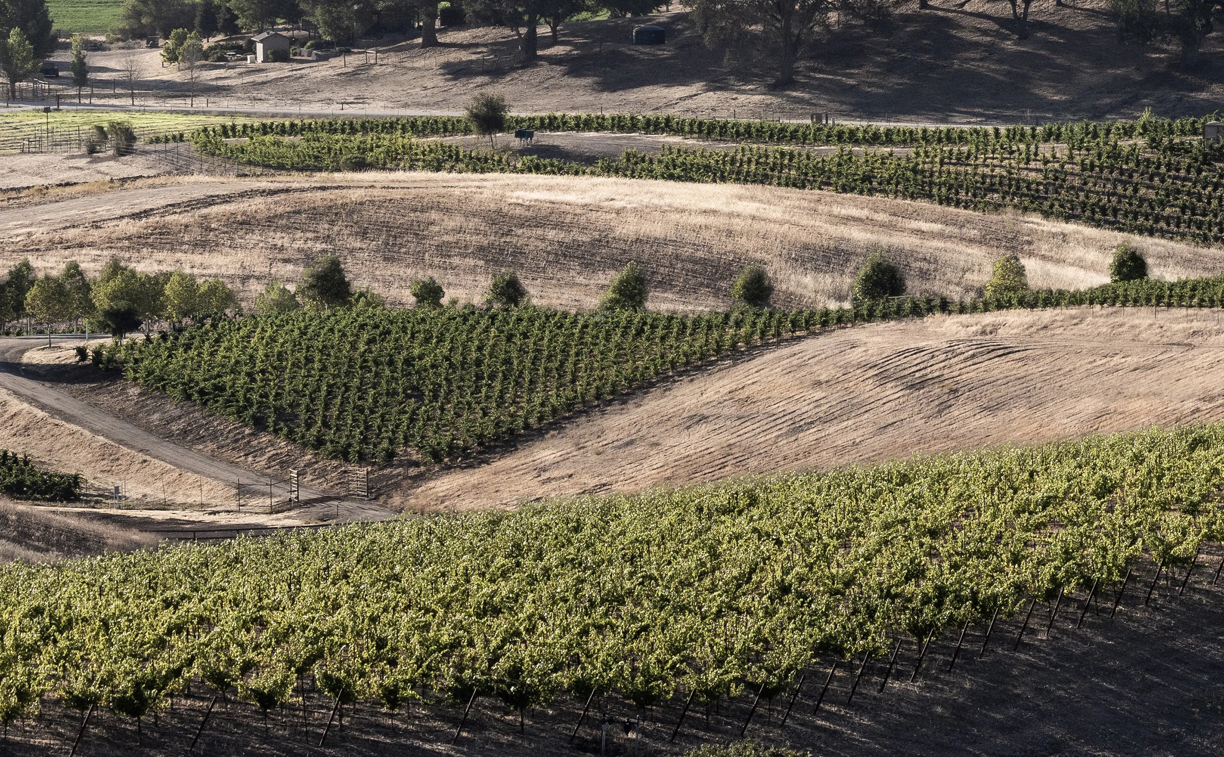Serial Wines Vineyard
