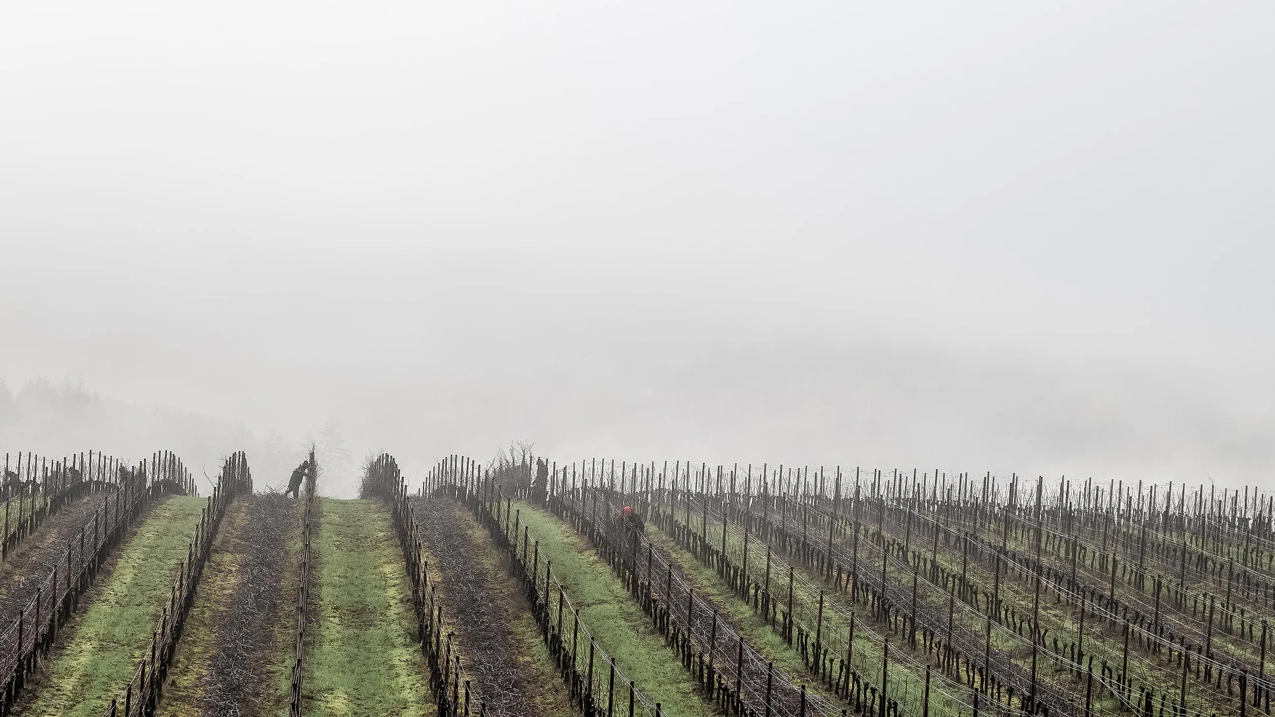 Serial Wines Vineyards