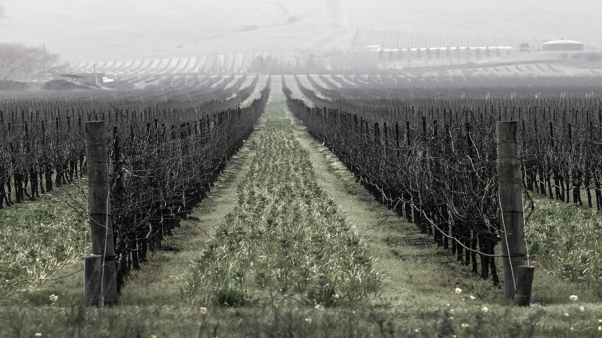 Serial Wines Vineyard