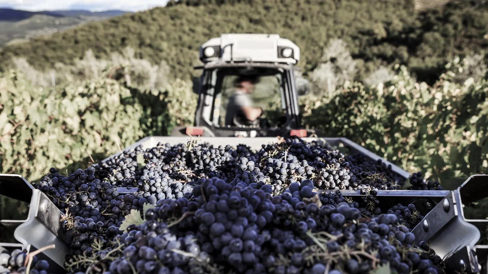 Trailer harvesting grapes in the vineyard