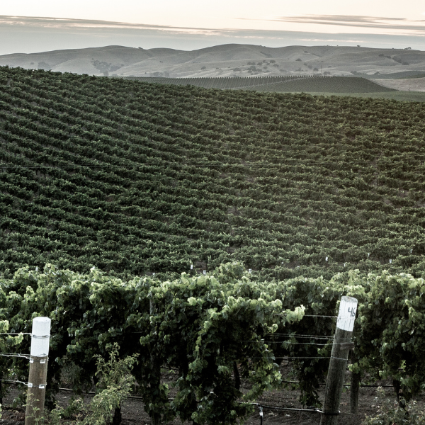 Deseo Vineyard (2)