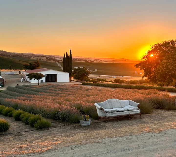 Sunset on the Lavender Farm